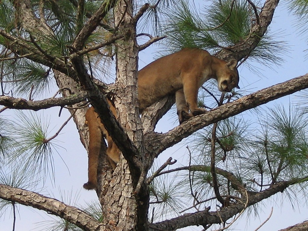 Florida panther in a tree