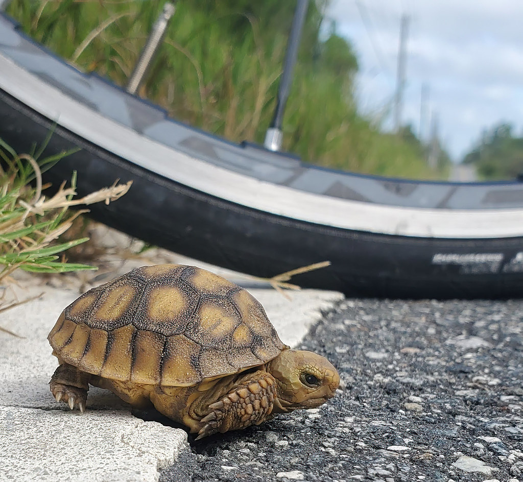 Tortoise & Bike Wheel