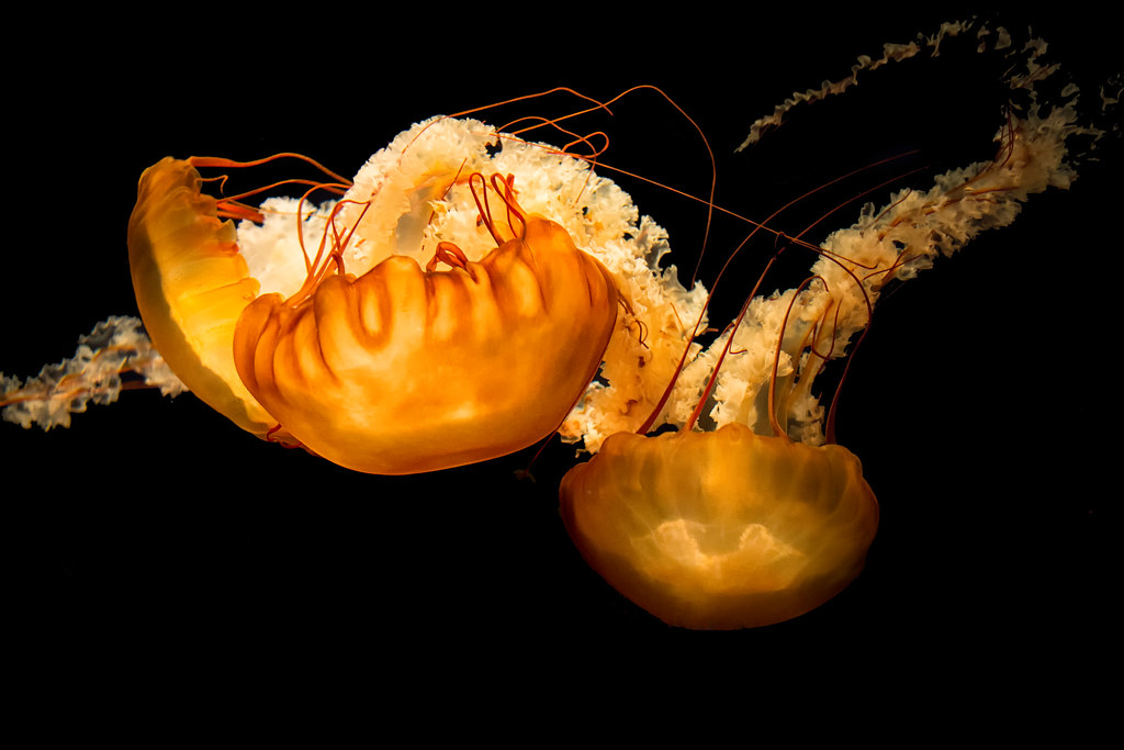 Chrysaora Fuscescens (Pacific Sea Nettle)